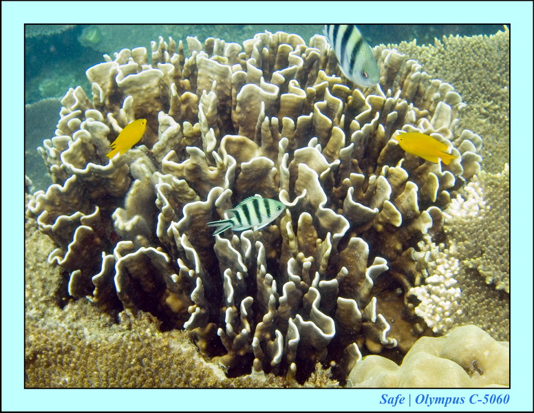 2008 - 07 - Perhentian - 030